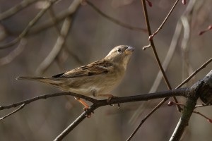 20260228 wh7 dxo9 resize