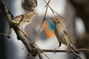 20260228 wh7 dxo9 resize